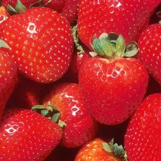 thumbnail for publication: Florida Strawberry Production Costs and Trends